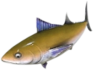 Golden fish